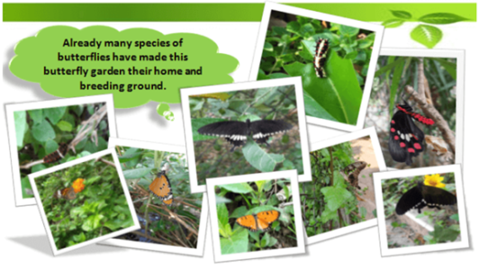 The Butterfly Garden in the Hostel Campus2