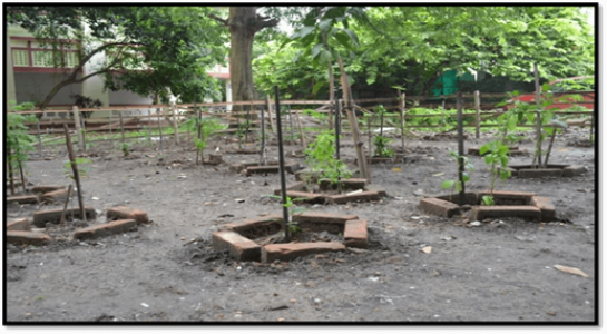 The Medicinal Plant Garden in its initial stages