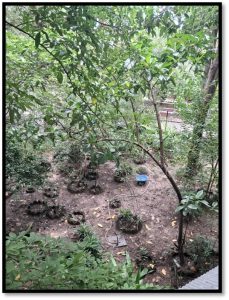 The Medicinal Plant Garden now1