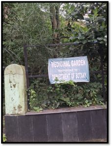 The Medicinal Plant Garden now2